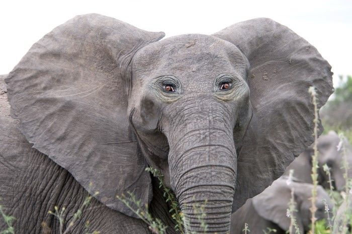 Hewan Yang Matanya Mirip Manusia